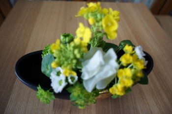 2011.3.3菜の花.JPG